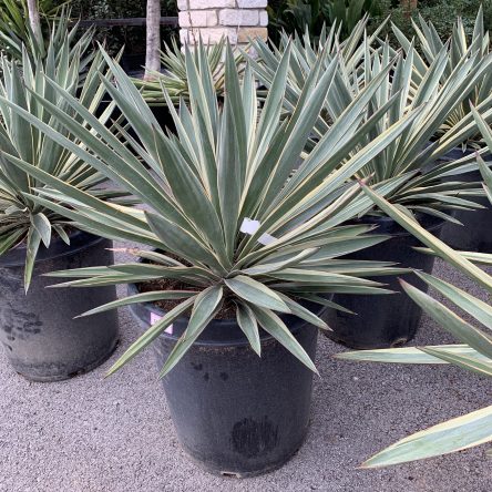 Yucca - Marginata - Ruibals