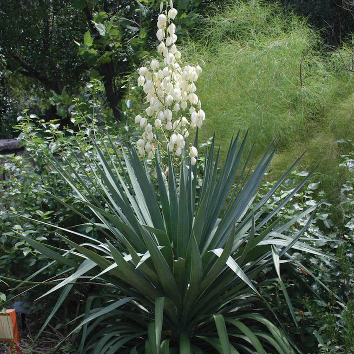 Yucca - Soft Leaf - Ruibals