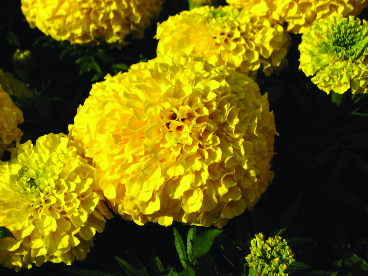 Marigold Ruibals