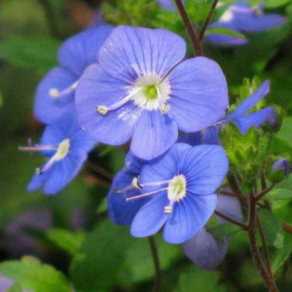 Creeping Speedwell Veronica Ruibals