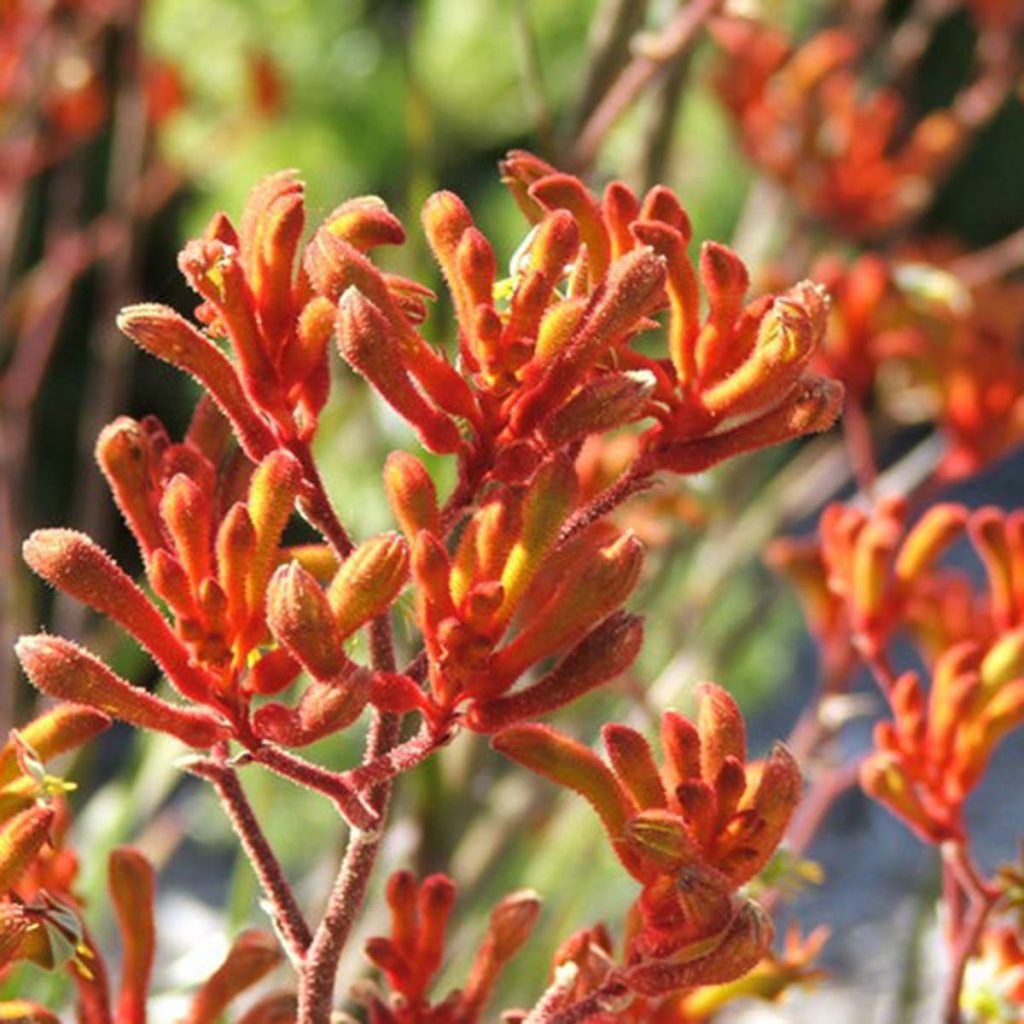 Anigozanthos Kangaroo Paw Ruibals