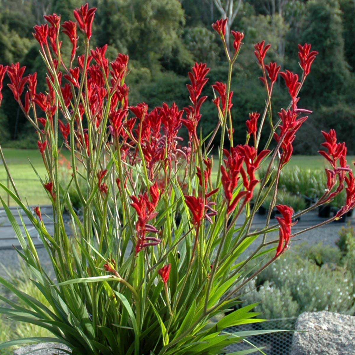 Anigozanthos Kangaroo Paw Ruibals