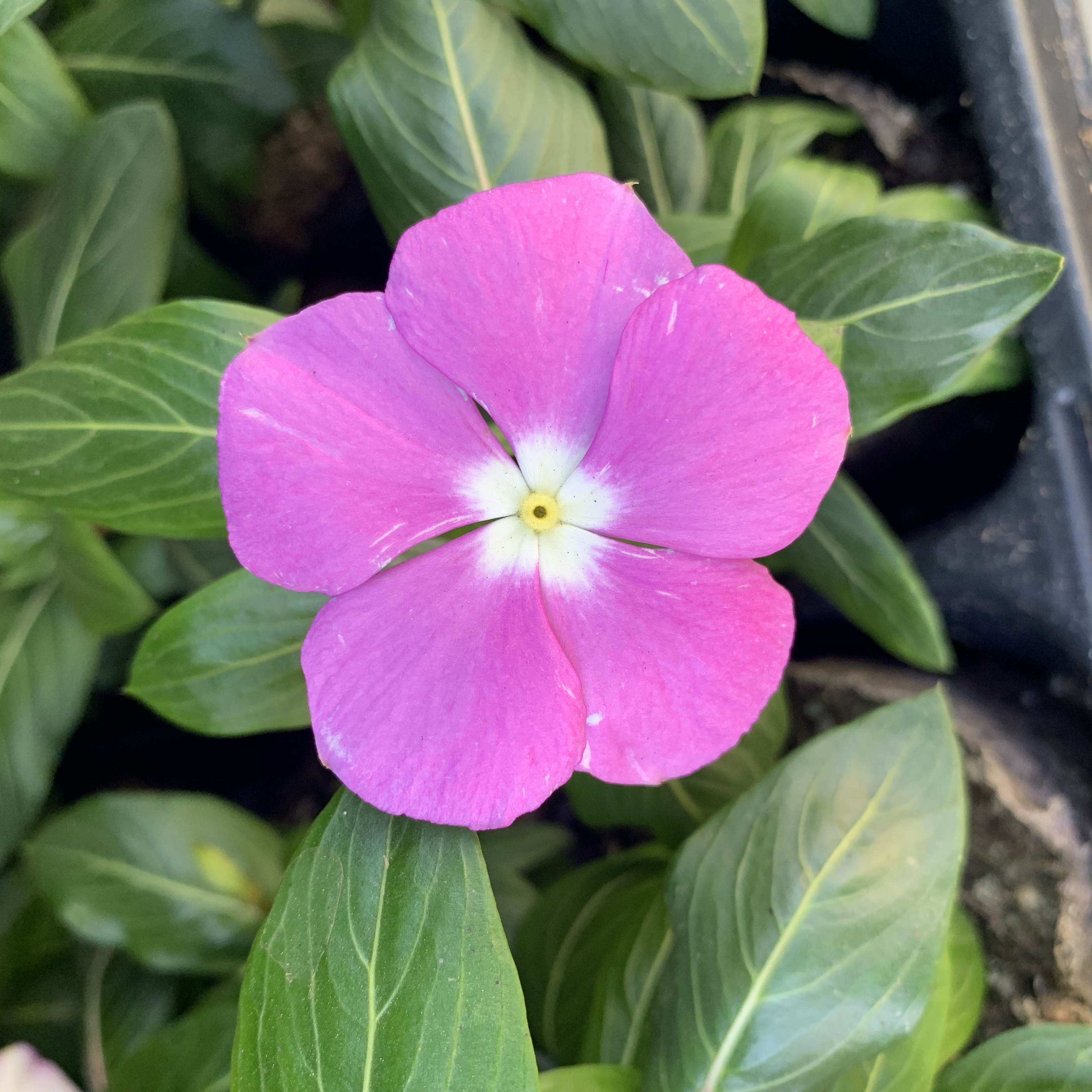 vinca titan lavender blue halo