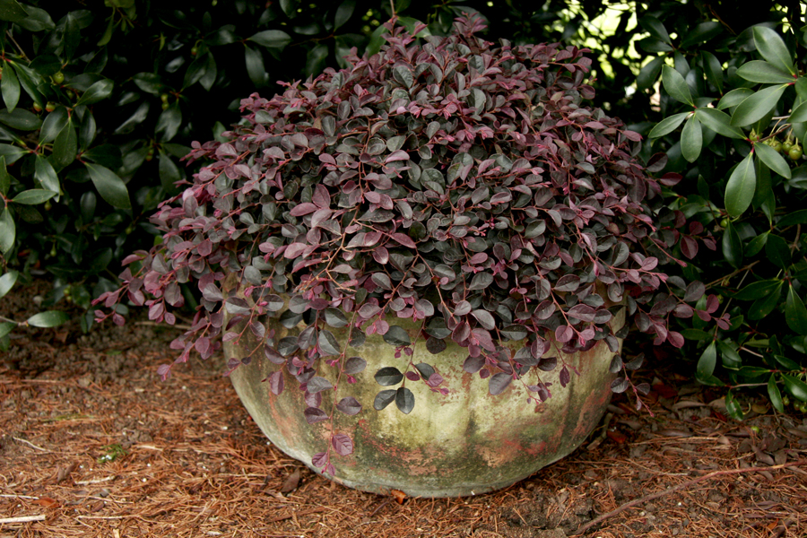 Loropetalum purple pixie ruibals